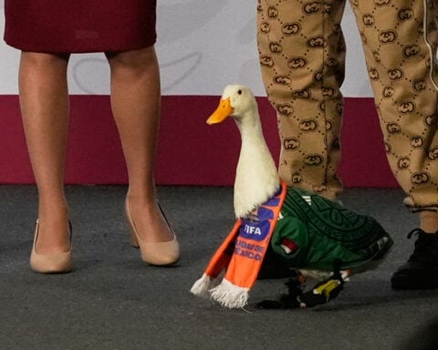 Merlin the duck steals the spotlight at President Sheinbaum's news briefing
