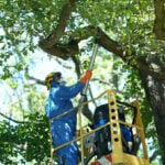 Toxic caterpillars infest Berlin's parks