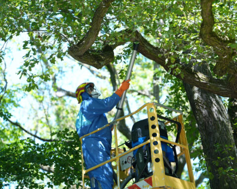 Toxic caterpillars infest Berlin's parks