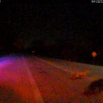 Investigation underway after officer shoots 16 times at 2 abandoned dogs, killing 1