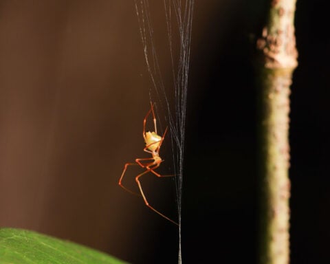 Watch the first-ever video of a newfound spider’s spring-loaded death trap