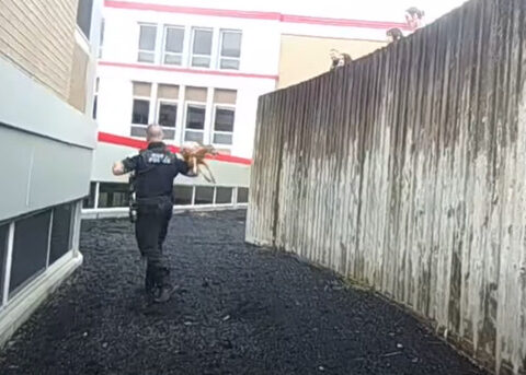 Video shows Pittsburgh-area officer catching panicked fawn: "Fearlessness of a FIFA World Cup Goaltender"