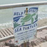 Sargassum seaweed is trapping endangered green sea turtles along the Texas coast this summer