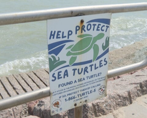 Sargassum seaweed is trapping endangered green sea turtles along the Texas coast this summer