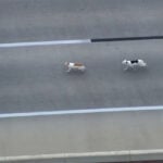 Police chase dogs to safety after getting loose on highway ramp