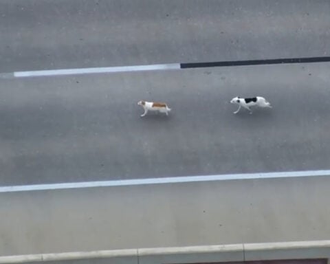Police chase dogs to safety after getting loose on highway ramp