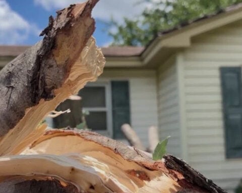 Family says downed tree narrowly missed 18-month-old’s window in overnight storm