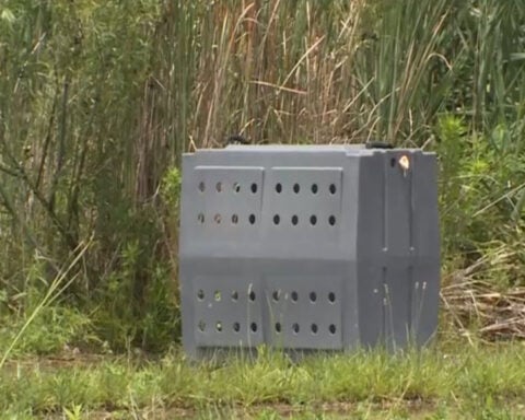 Police warn of hog running loose through town