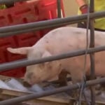 Pigs run loose along Interstate 80 after truck overturns, snarling traffic
