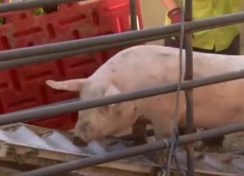 Pigs run loose along Interstate 80 after truck overturns, snarling traffic