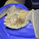 Rare little brown bat gives Nebraska researchers, conservationists big hope