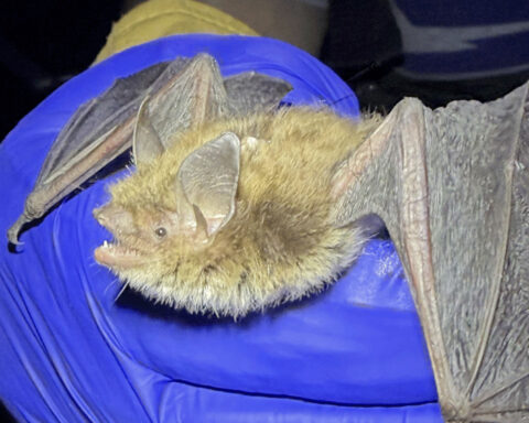 Rare little brown bat gives Nebraska researchers, conservationists big hope