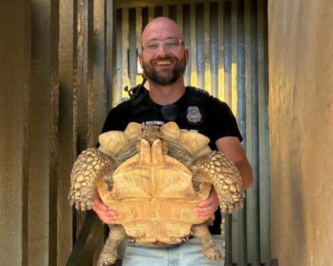 Beloved tortoise reportedly stolen from shop now home safe