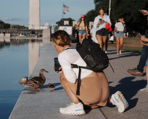 Troubled Reflecting Pool faces fresh scrutiny over vandalism claims and duck deaths