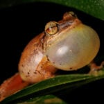 How young coquí frogs balance the competing demands of growth and fighting disease