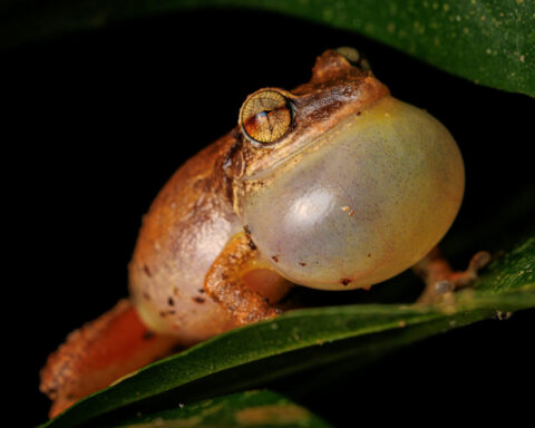 How young coquí frogs balance the competing demands of growth and fighting disease