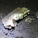 The most controversial fossil site in human evolution just got even more puzzling