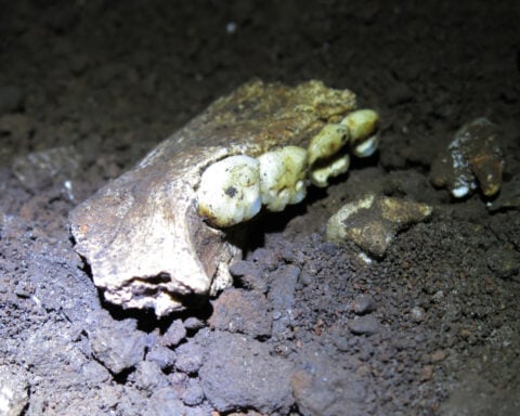 The most controversial fossil site in human evolution just got even more puzzling