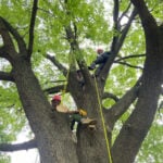 Students branch out and climb trees to learn up close how to care for them and why they help cities flourish