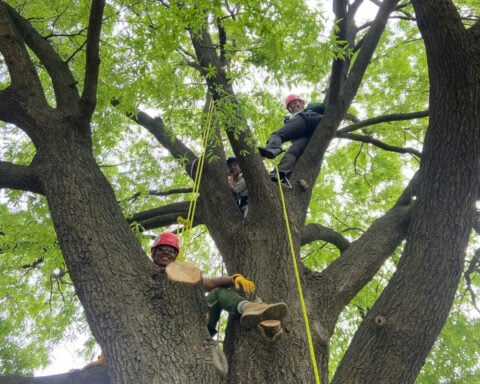 Students branch out and climb trees to learn up close how to care for them and why they help cities flourish