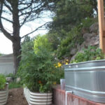 Company revives ancient watering method to help gardeners save water