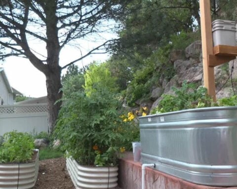 Company revives ancient watering method to help gardeners save water