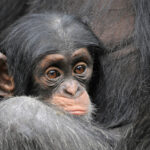 Get a load of this: Humans and great apes share similar giggles