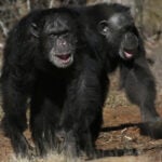 Get a load of this: Humans and great apes share similar giggles