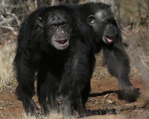 Get a load of this: Humans and great apes share similar giggles