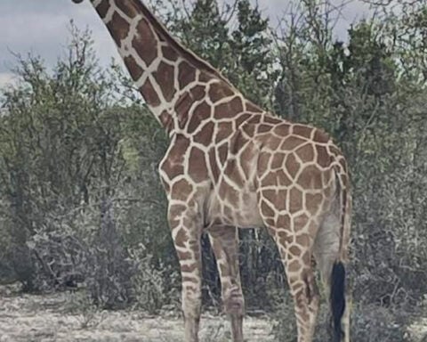 A giraffe named Gracie escaped in Texas. No one can seem to find her