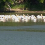 Southern Minnesota lake cruise offers peek at plethora of pelicans