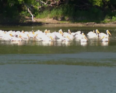 Southern Minnesota lake cruise offers peek at plethora of pelicans