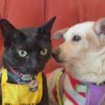 A cat at a shelter is helping dogs find forever homes