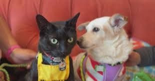 A cat at a shelter is helping dogs find forever homes