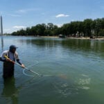 When your local reflecting pool or pond turns green with algae, don’t reach for chemicals – nature has better solutions