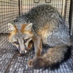 Fox found in bathtub after walking through cat door of Pittsburgh home