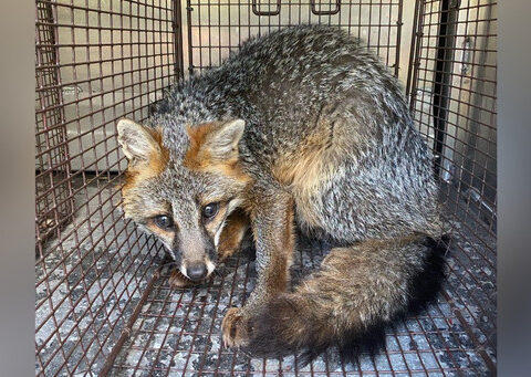 Fox found in bathtub after walking through cat door of Pittsburgh home