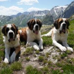 St. Bernard dogs honored in a museum that bridges the breed's history with its future