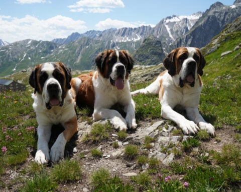 St. Bernard dogs still roam the Swiss Alps as part of this 'living museum' and its breeding program