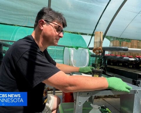 Nearly 1,500 endangered butterflies set to be released in effort to save species, Minnesota Zoo says
