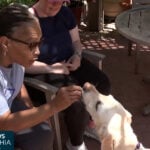 How dogs are helping aphasia patients improve their ability to speak: "This is the best thing ever"