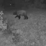 Hundreds more reported bear sightings in Colorado this year due to mild winter, officials say