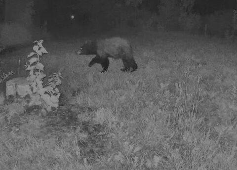 Hundreds more reported bear sightings in Colorado this year due to mild winter, officials say