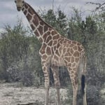 Gracie the Giraffe, who went missing after wandering off a Texas ranch, is finally found