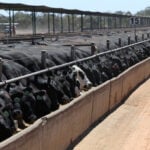 Major beef exporters near China quota caps, clouding second-half trade, report says