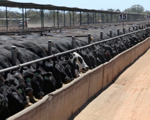 Major beef exporters near China quota caps, clouding second-half trade, report says