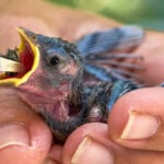 People aren’t the only ones hit by heat. What to do if you see wildlife affected by hot temperatures