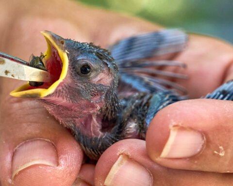 People aren’t the only ones hit by heat. What to do if you see wildlife affected by hot temperatures