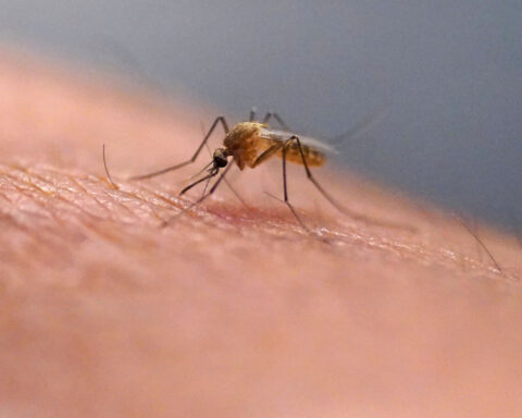 Scratching that bug bite might feel good at first but science explains why it's a bad idea