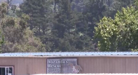 Mass graves with remains of over 100 dogs found at Northern California animal rescue